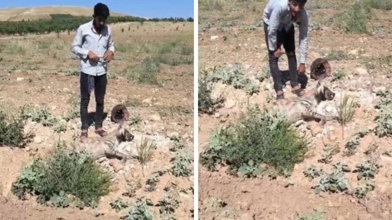 Nesli tükenme tehlikesindeki sırtlan ölü bulundu