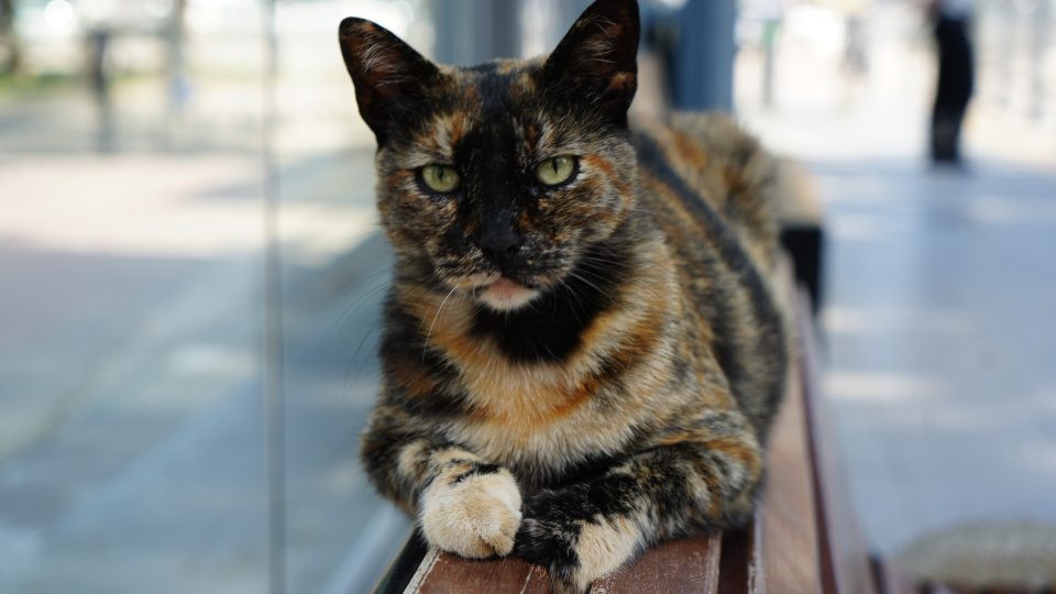 Tramvay durağını mesken tutan kedi, herkesin neşe kaynağı oldu