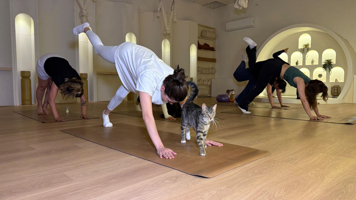 Sporsever kadınlar, yanlarında kedilerle yoga yaptı