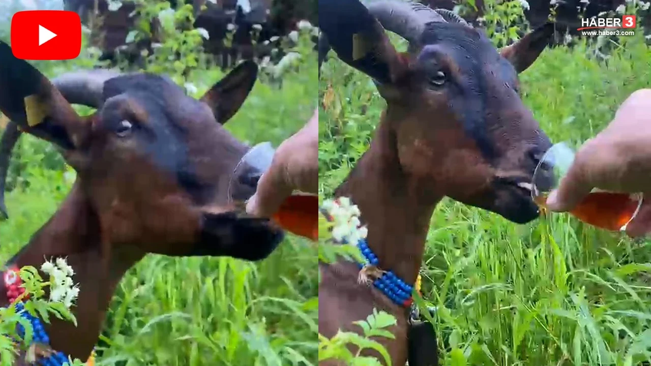 Karadeniz'in keçisi de Karadenizliliğin hakkını verdi