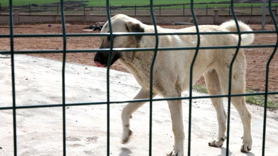Edremit'te kuduz vakası sonrası karantina uygulaması başladı