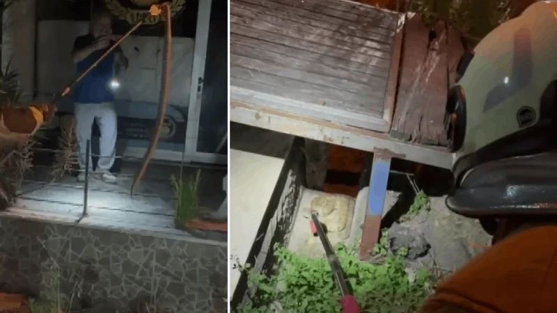 Hatay'da evin bahçesine giren yılan doğaya salındı
