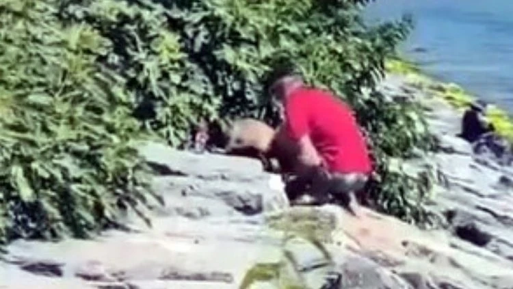 Sahilde köpeğe şiddet kamerada… Şüpheli gözaltına alındı