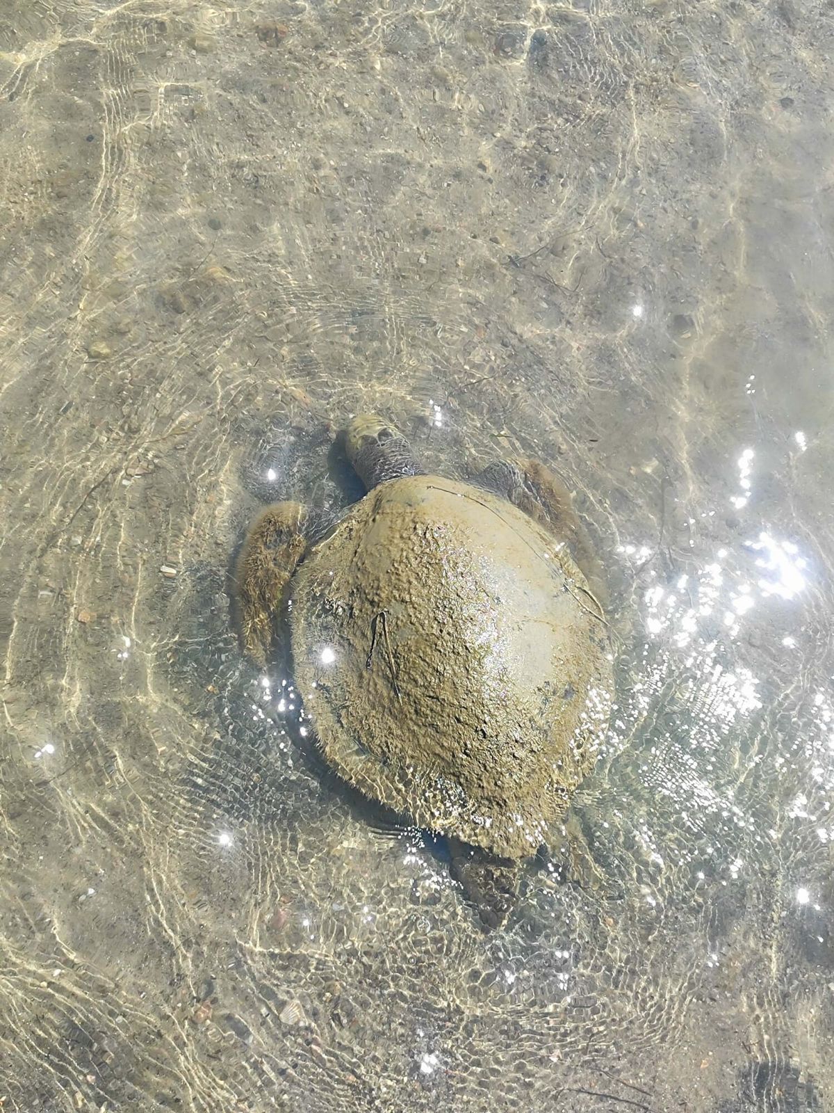 Ayvalık'ta Sahilde Ölü Caretta Caretta Bulundu