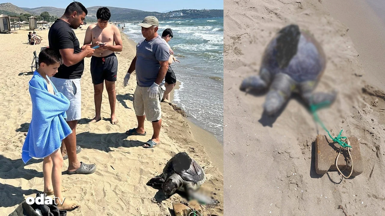 Yine caretta... Akılalmaz eziyet: 'İnsanlık dışı'