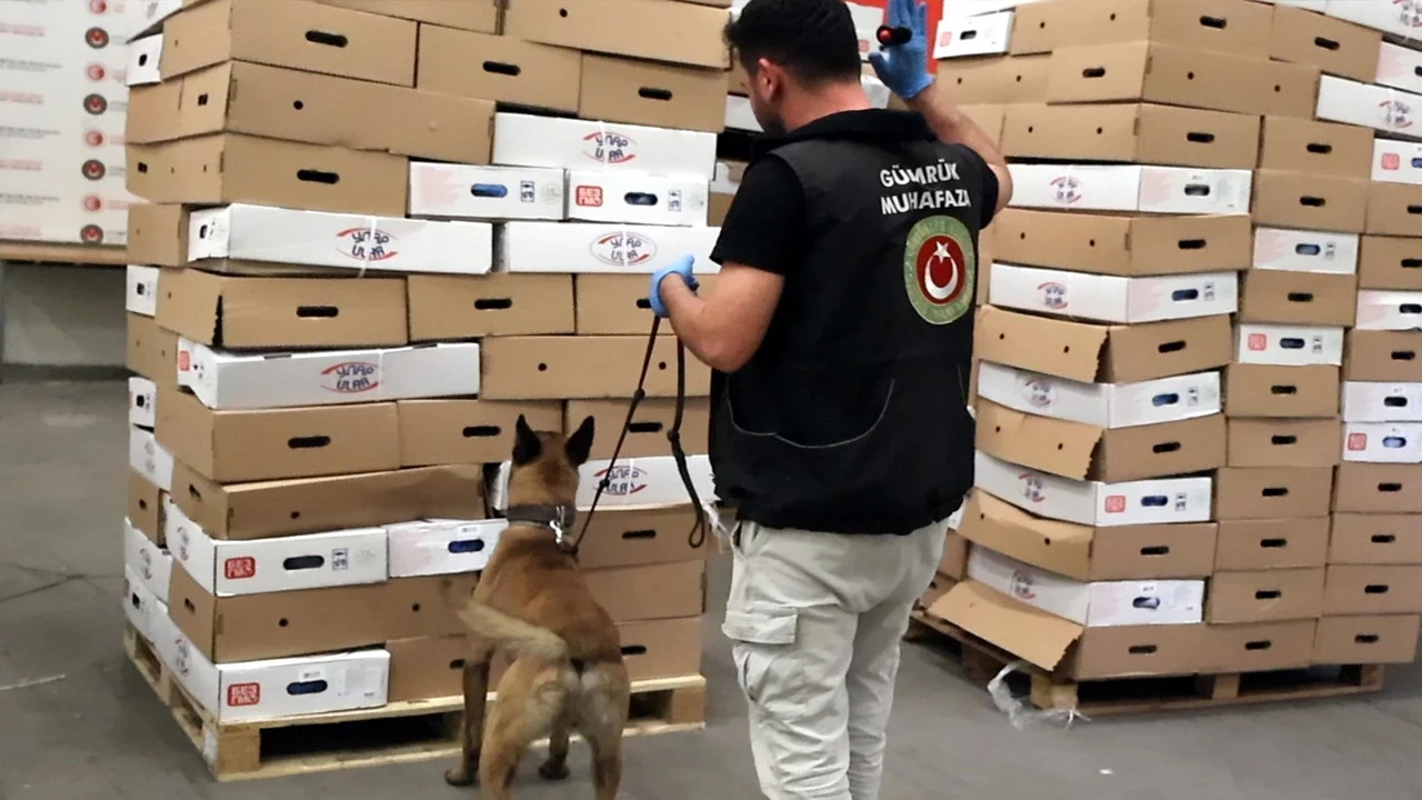 Tavukların altındaki korkunç sır: Hassas burunlar o kokuyu tespit etti