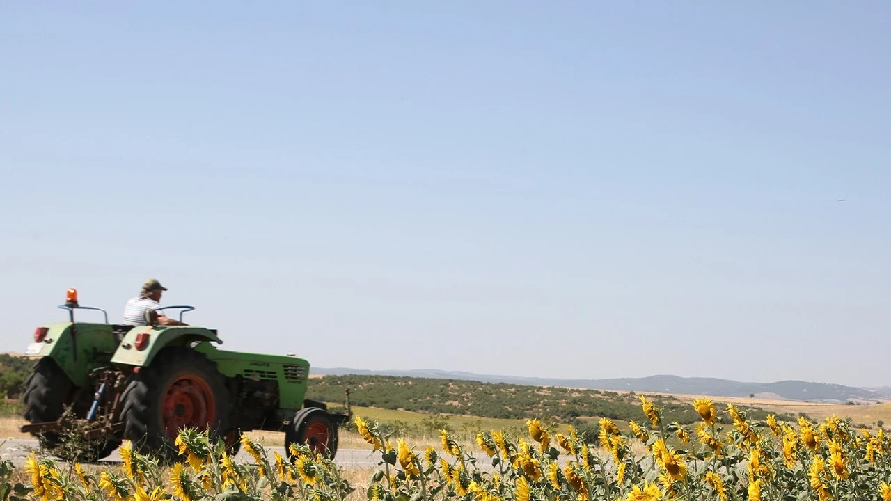 Trakya altın sarısına büründü! 'Sarı gelin' görenleri hayran bırakıyor