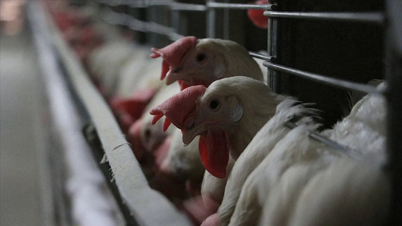 Fransa’da sıcaklar yüzünden 6 bin ton kümes hayvanı öldü