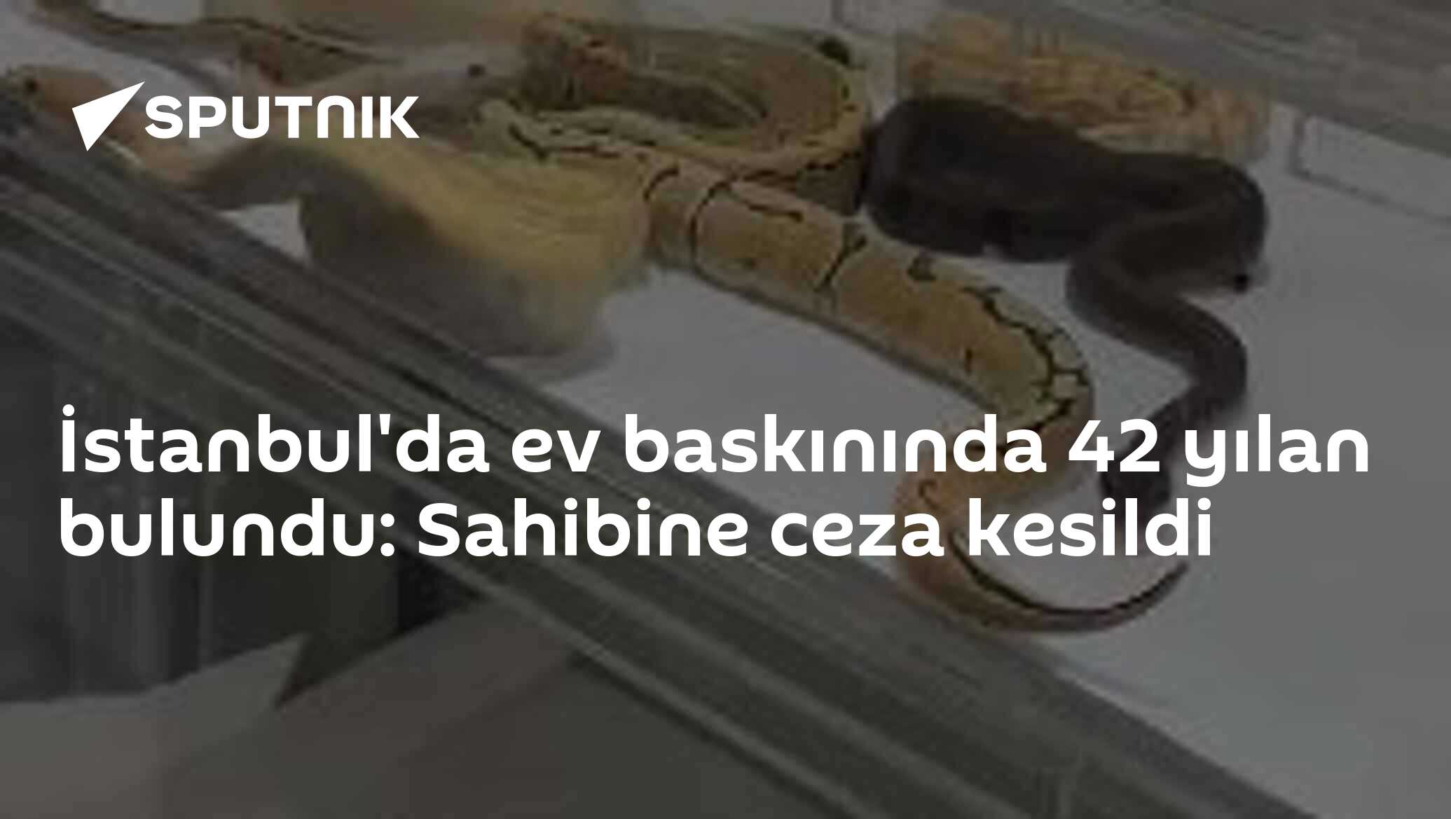 İstanbul'da ev baskınında 42 yılan bulundu: Sahibine ceza kesildi