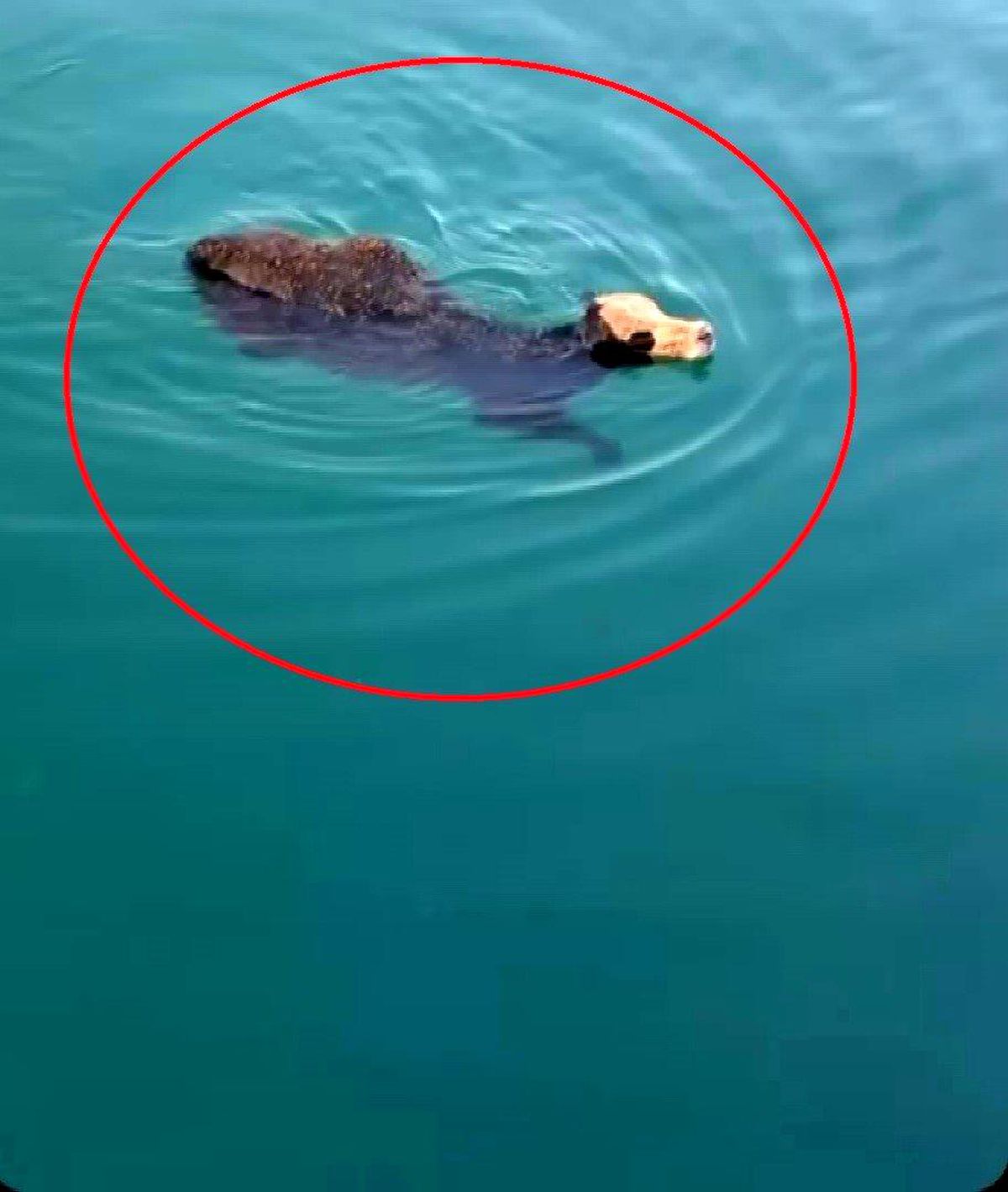 Hatay'da sevkiyat esnasından kaçan angusun yüzerek kaçtığı anlar kamerada