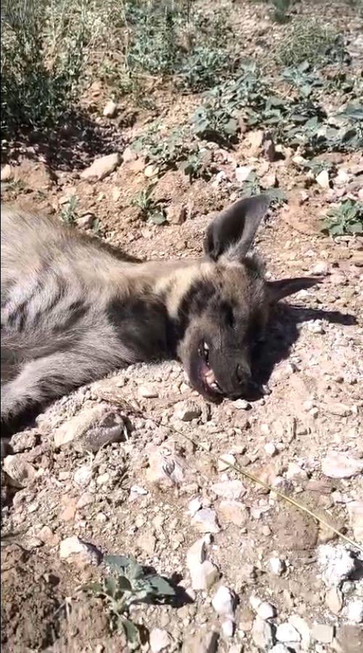 Şanlıurfa'da nesli tehdit altındaki çizgili sırtlan ölü bulundu