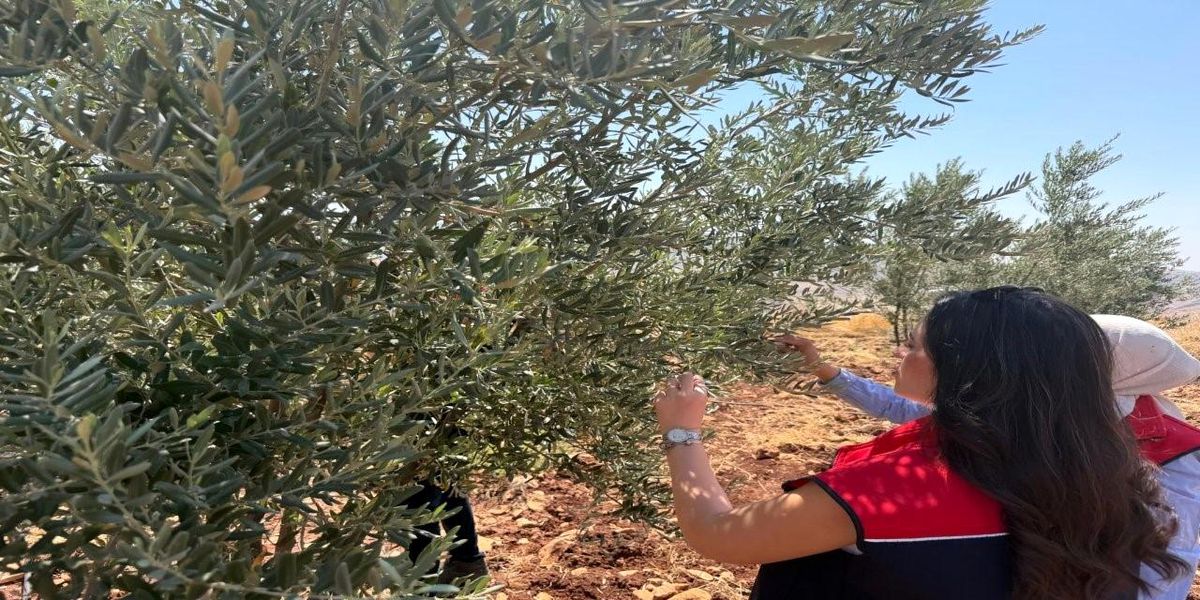 Şırnak'ta zeytin bahçelerinde hasar tespit çalışmaları başlatıldı