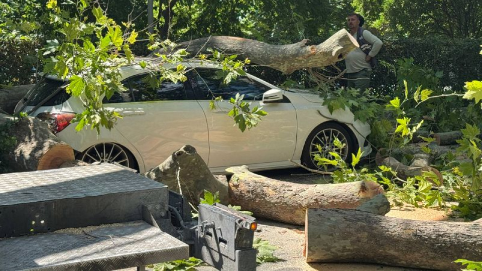 Küçükçekmece'de ağaç otomobilin üzerine devrildi