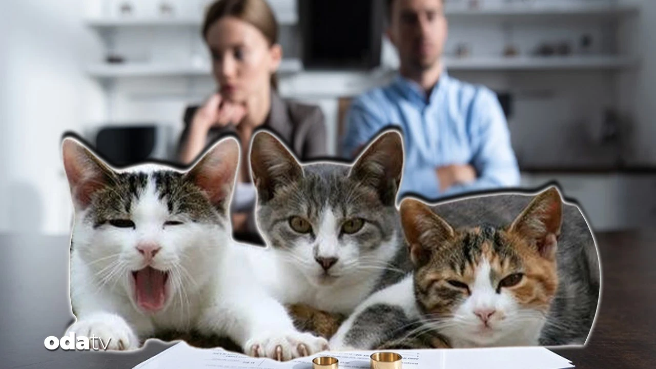 Boşanan çiftin 'kedi velayeti' krizi: Masraf ortak ama göremeyecek