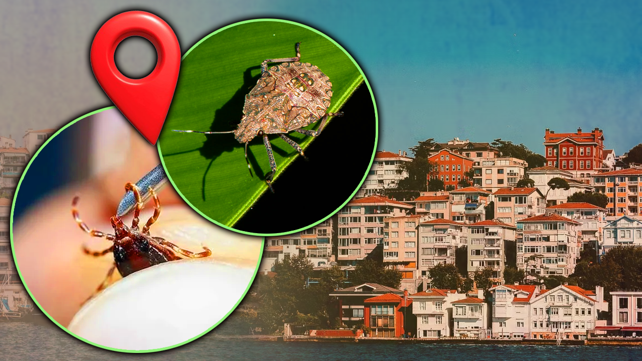 Kene ve kokarcaya özel kalkan! Yüzlercesi doğaya salındı, İstanbul’da yetiştiriliyor, diğer illere de gönderilecek