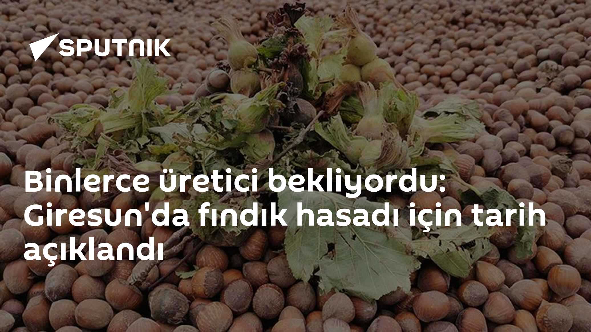 Binlerce üretici bekliyordu: Giresun'da fındık hasadı için tarih açıklandı