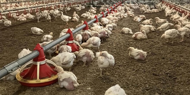 Dünyanın et tüketimi son 60 yılda dört katına çıktı