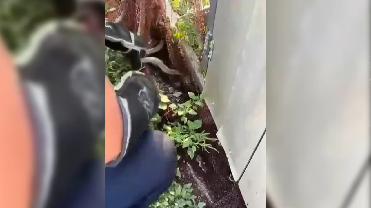 Hatay'da yerleşim alanına giren yılanlar itfaiye ekiplerince yakalandı