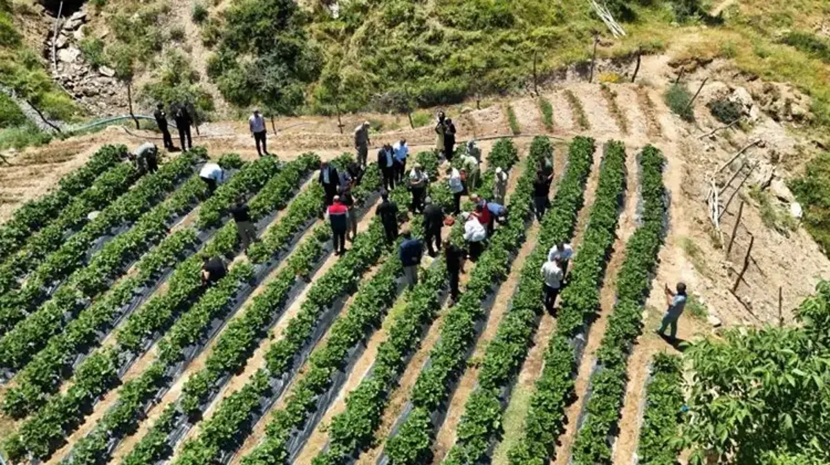 Siirt'te kadınların üretim başarısı! Hasat yüzleri güldürdü