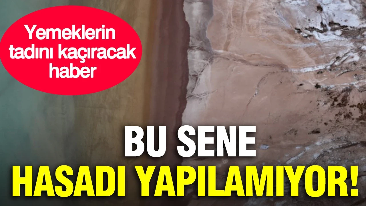 Yemeklerin tadını kaçıracak haber: Bu sene hasadı yapılamıyor