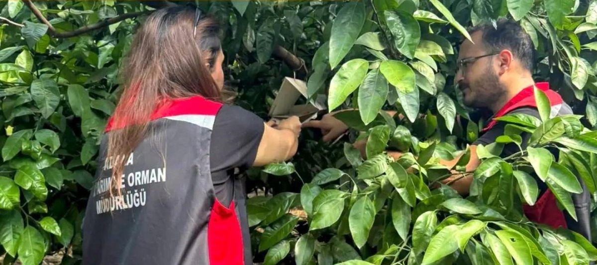 Adana'da Akdeniz meyve sineğiyle mücadele sürüyor