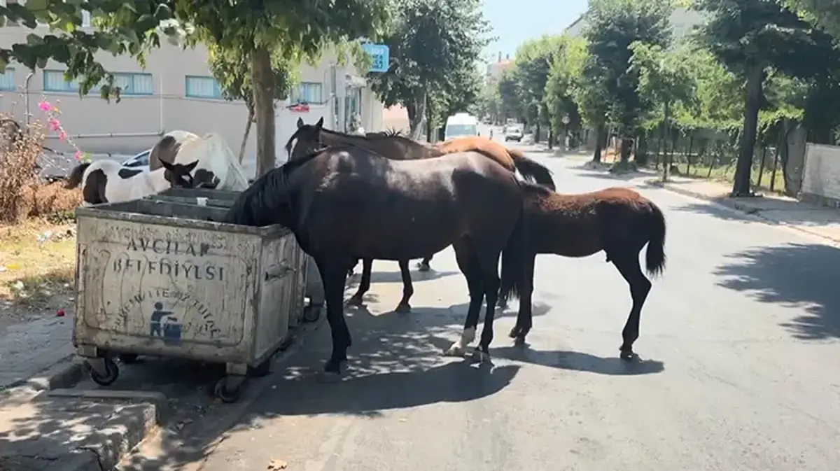 Avcıları atlar bastı! Trafiği tehlikeye atıp çevreyi kirletiyorlar
