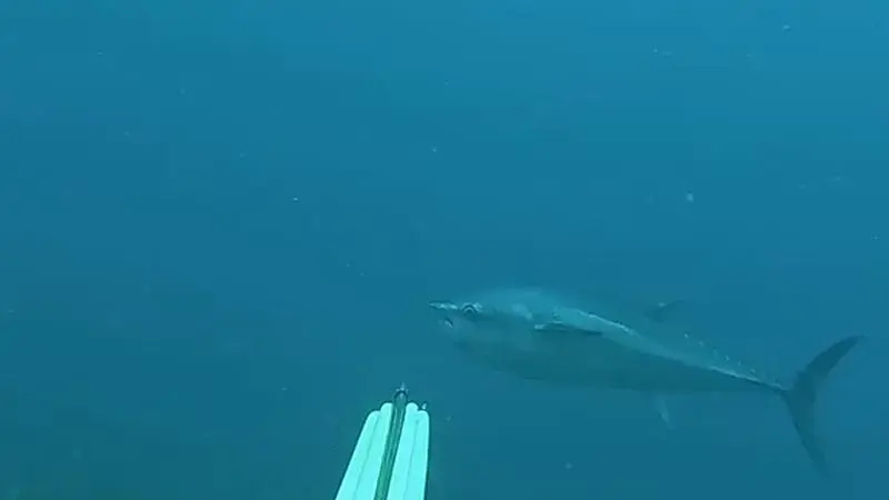 Gökçeada'da zıpkınla 1 metre 82 santim boyunda orkinos avladılar