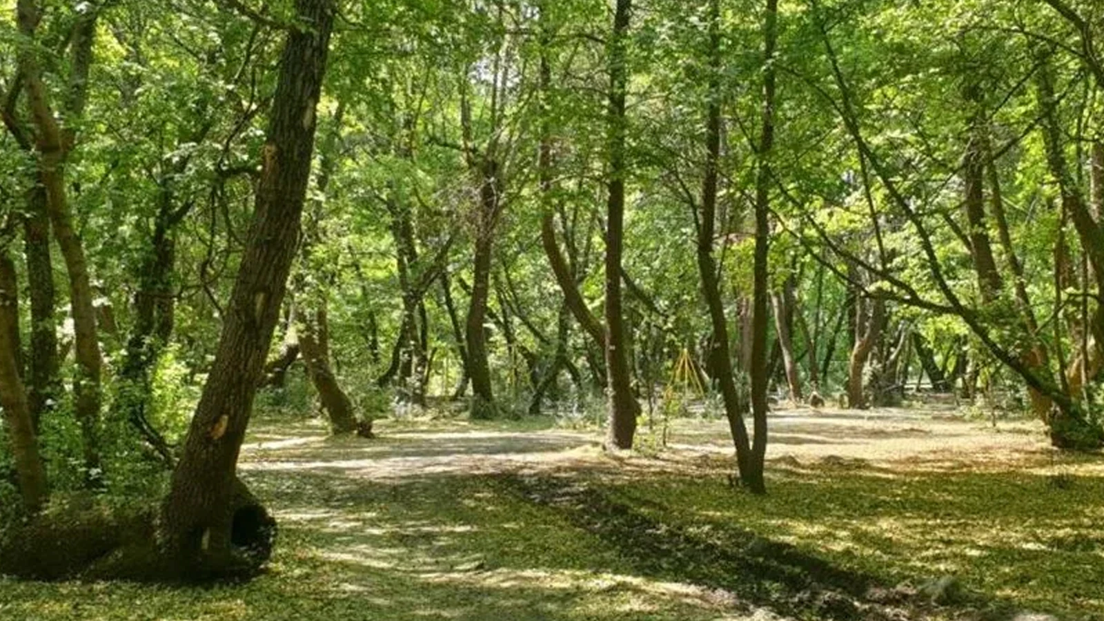 Bir ilde daha ormanlık alanlara giriş yasaklandı