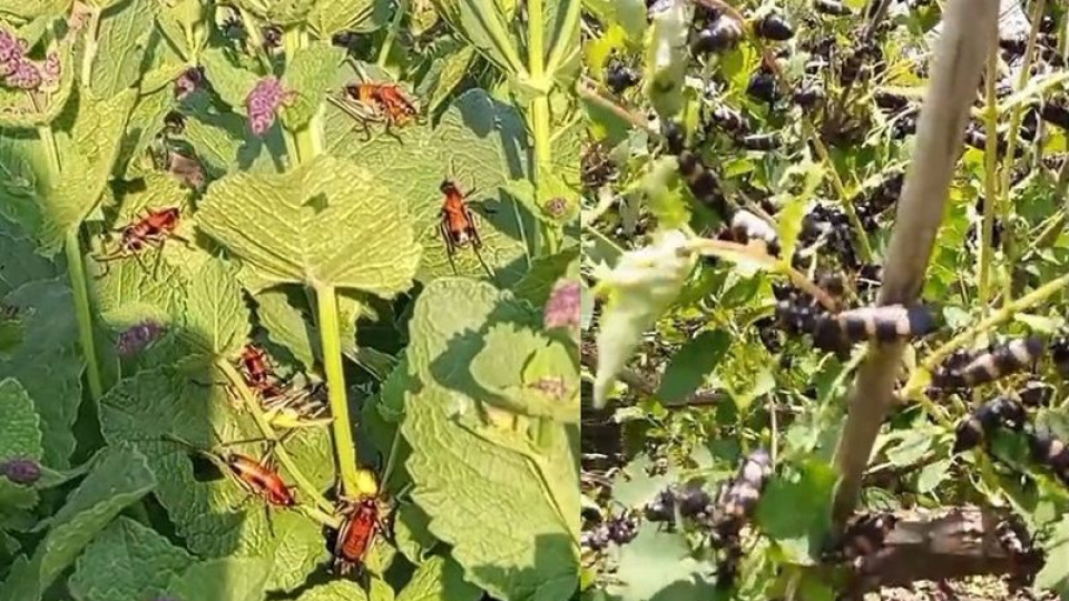 Hakkari'de köylülerin çekirge endişesi