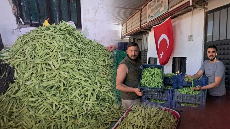 İznik’te Nazende fasulyesi hasadı başladı: Kilogram fiyatı 120 liraya kadar çıktı | BURSA YEREL HABERLERİ