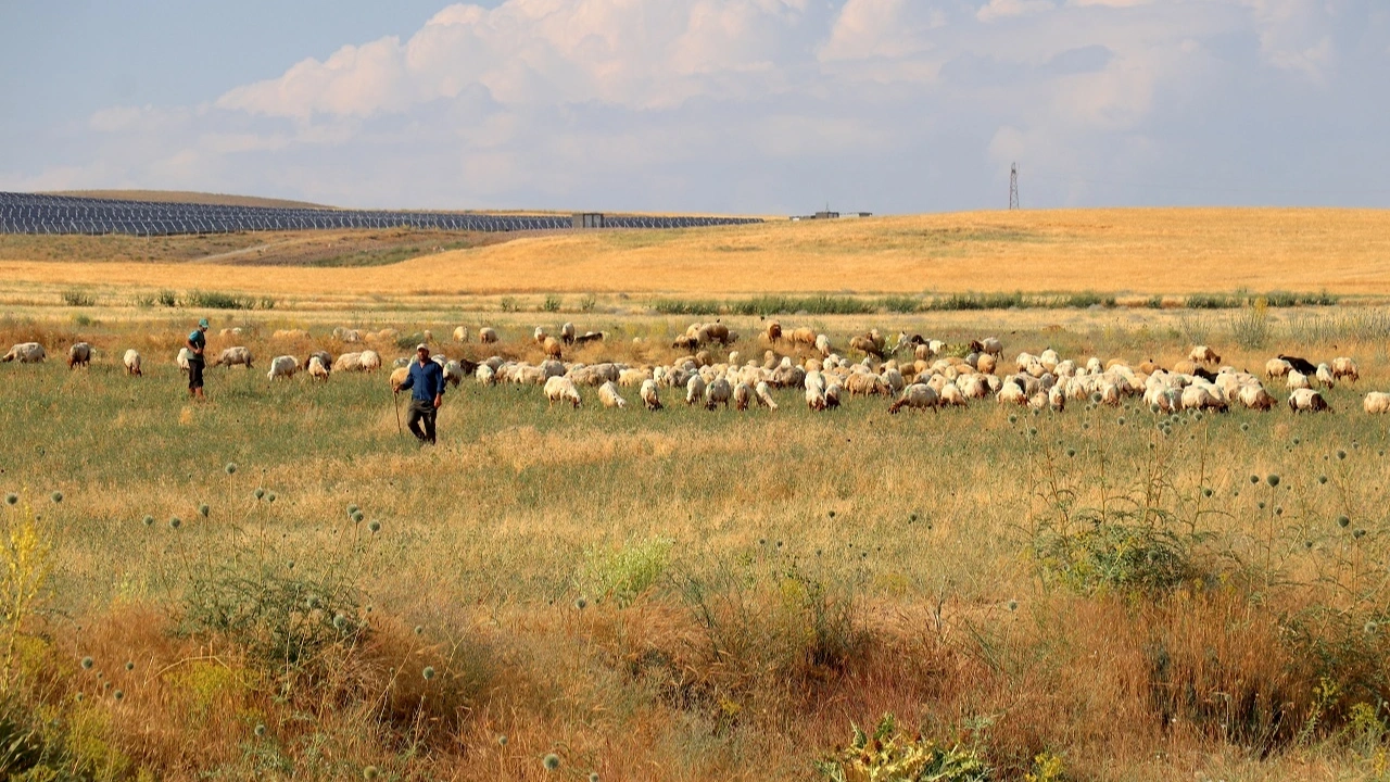 40 koyunla başladı 400'e çıkardı