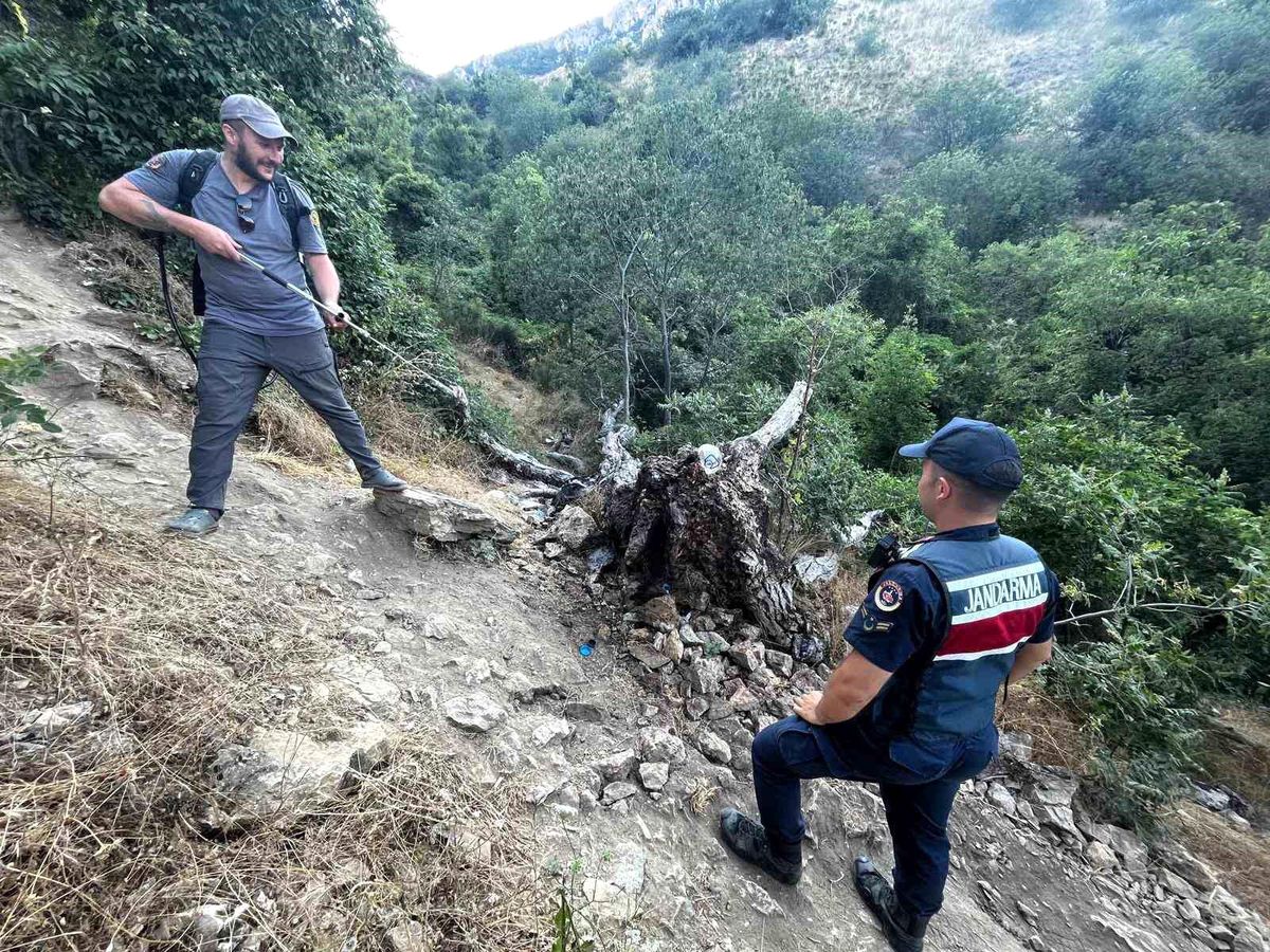Ağaç yangını korkuttu