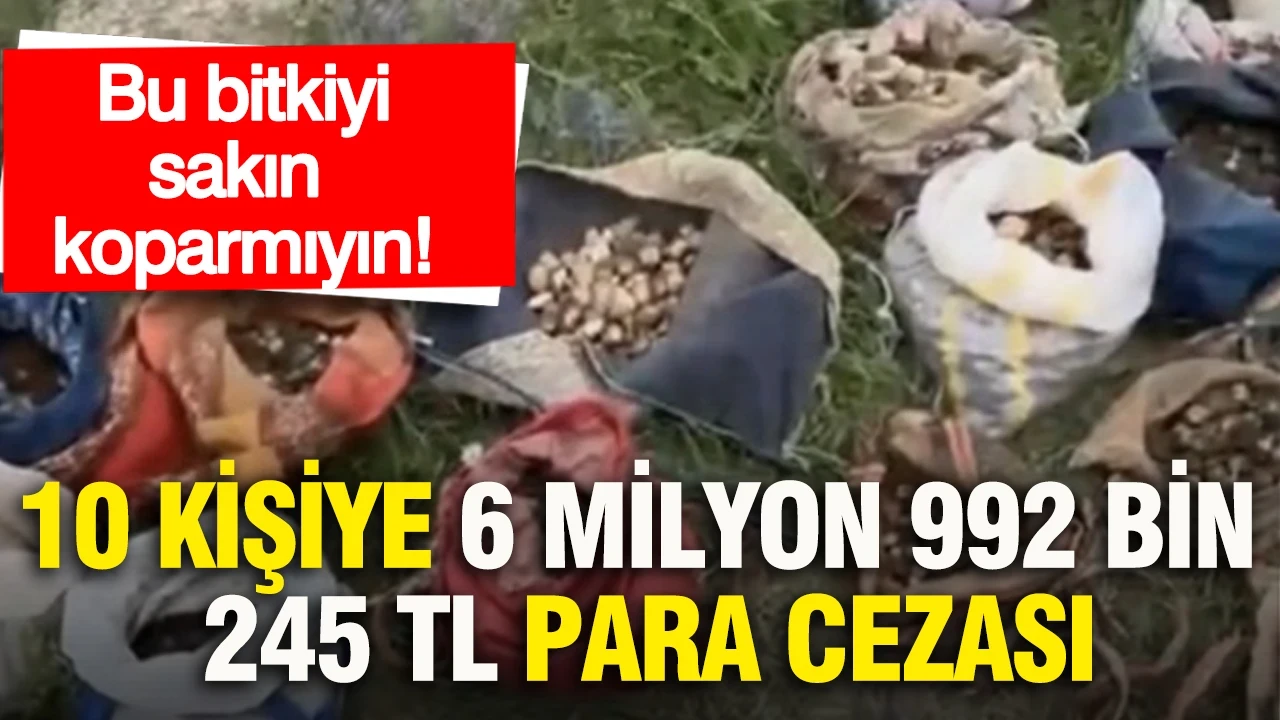 Bu bitkiyi sakın koparmayın: 10 kişiye 6 milyon 992 bin 245 TL para cezası