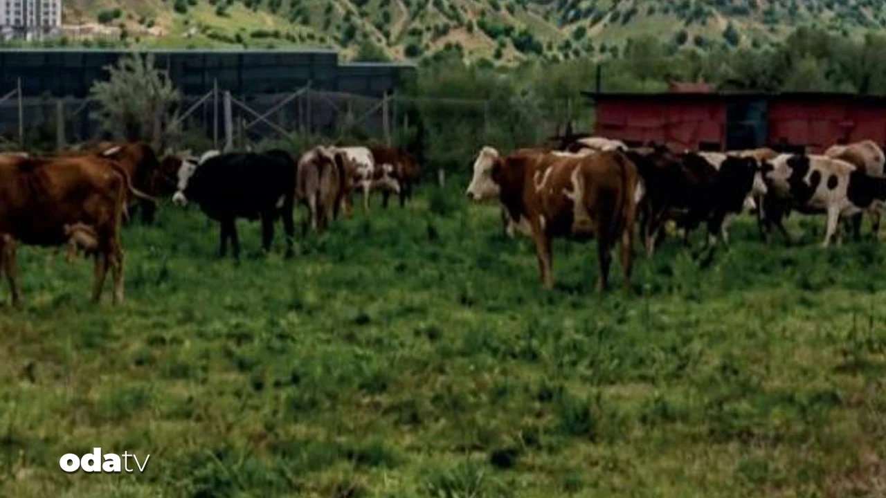 Bingöl'de sıradışı operasyon! Ekipler sokak sokak inek topladı