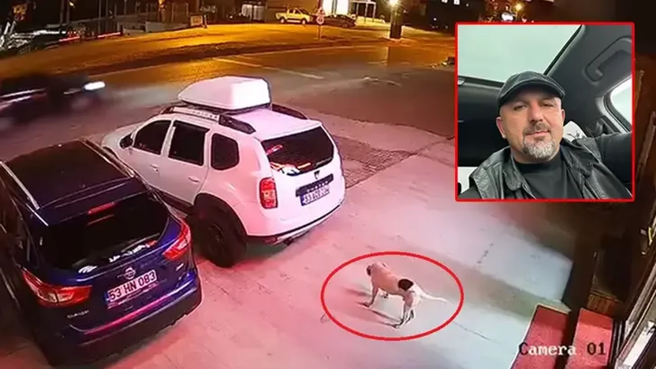 Rize'de köpeğe çarpmamak için manevra yapan sürücü öldü!