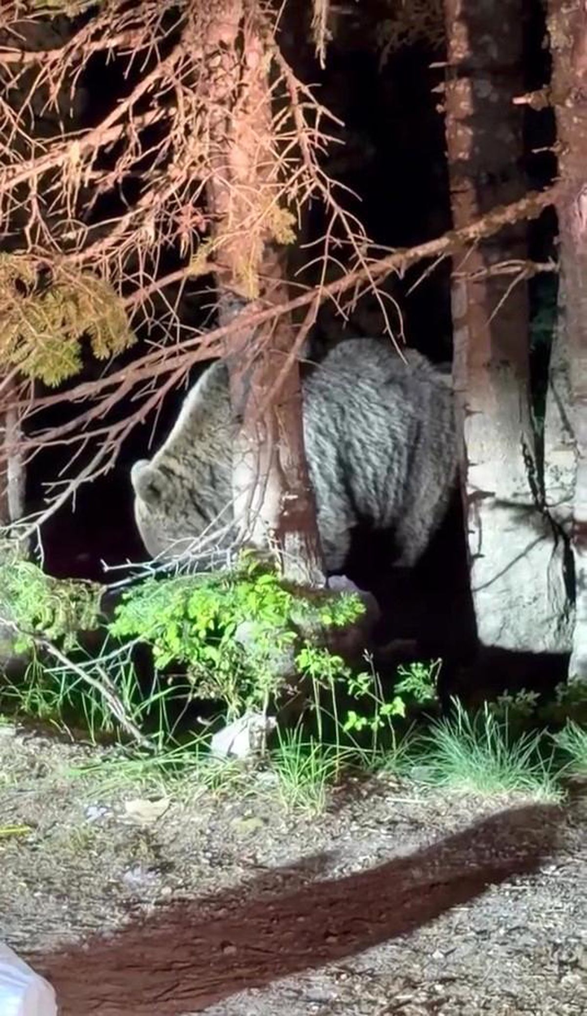 Uludağ'da görülen iri ayı hayrete düşürdü