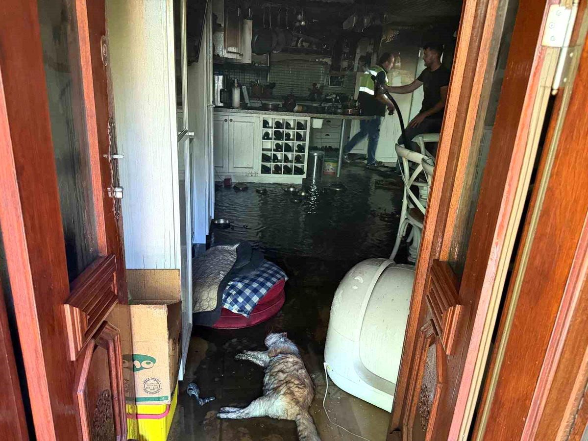 Ayvacık'ta ev yangınında 2 kedi telef oldu