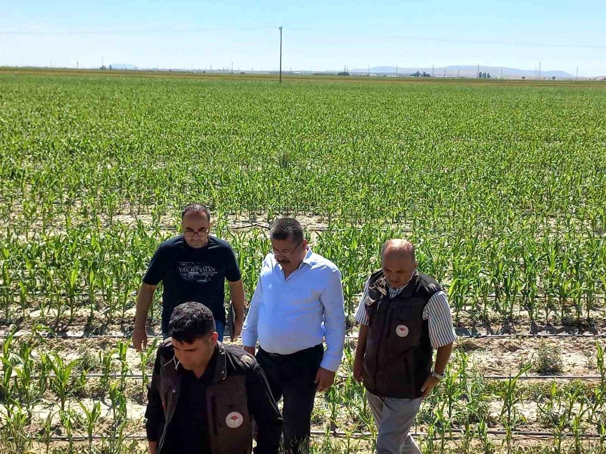 Karapınar'da dolu afetinin etkilediği alanlarda inceleme