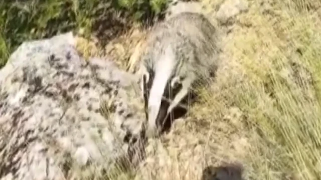 Dünyanın en korkusuz hayvanını tek darbeyle bayılttı
