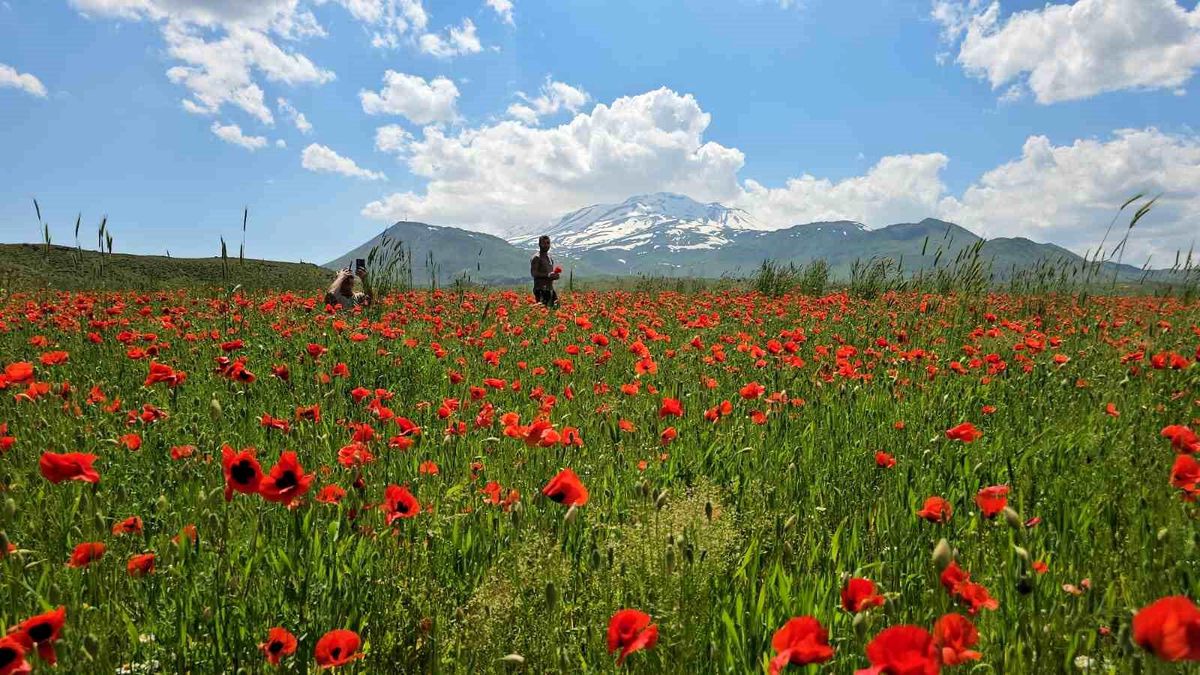 Bitlis'in Adilcevaz ilçesinde gelincik ve karın büyüleyici buluşması