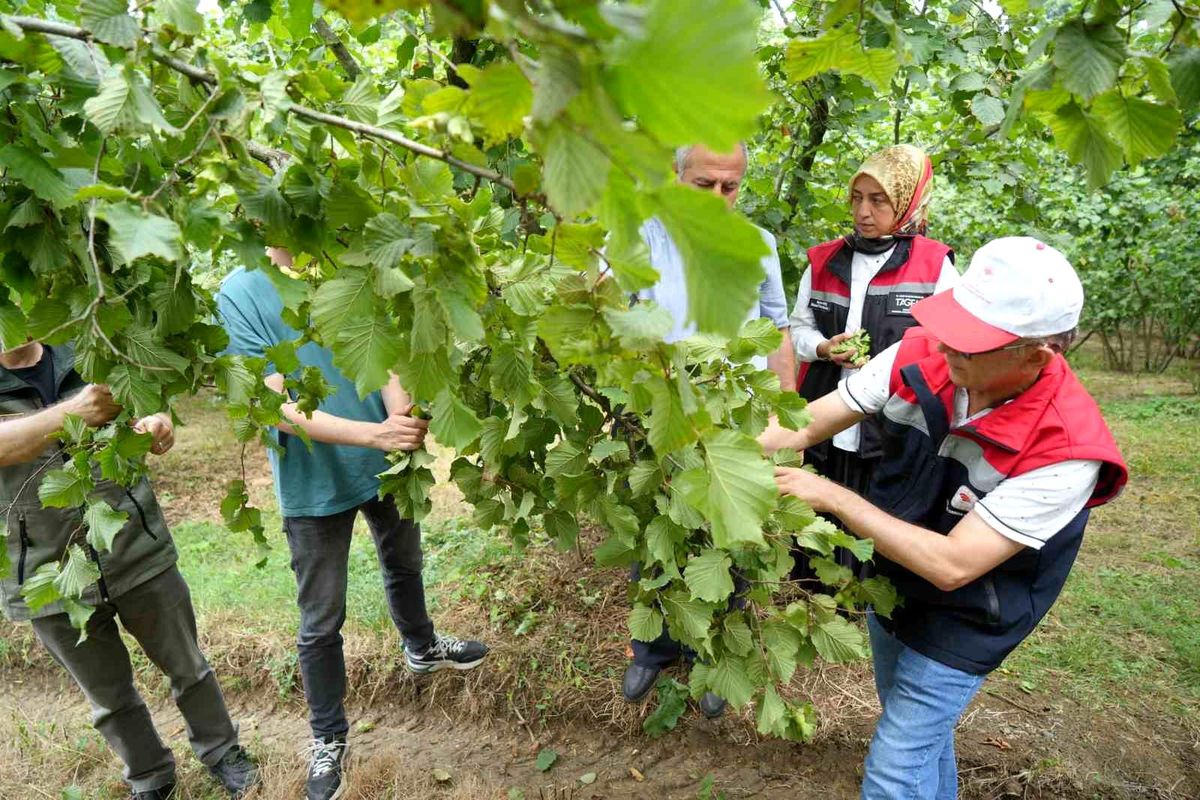 Samsun'da fındıkta rekolte mesaisi: Bahçelerde sayım başladı