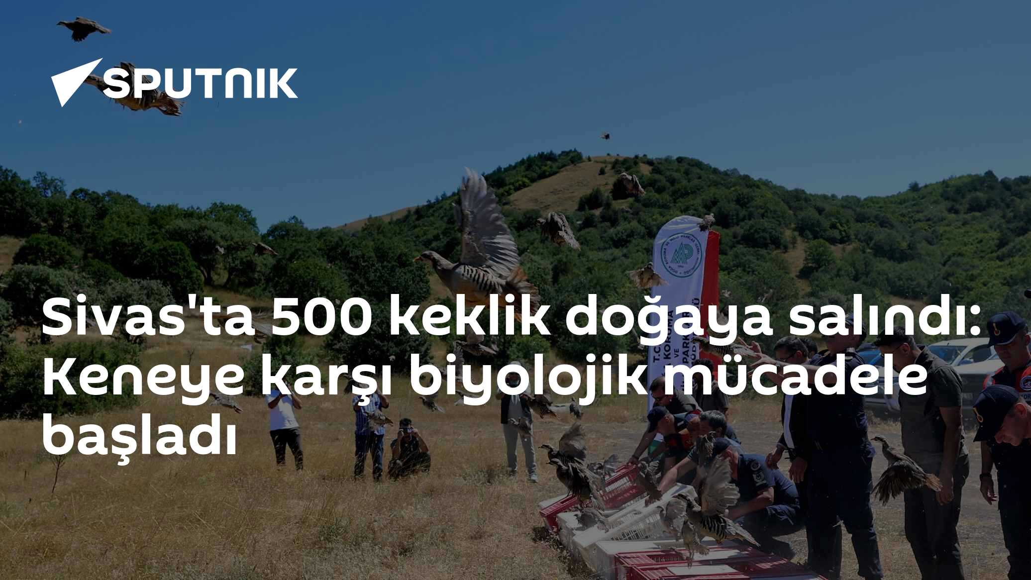 Sivas'ta 500 keklik doğaya salındı: Keneye karşı biyolojik mücadele başladı