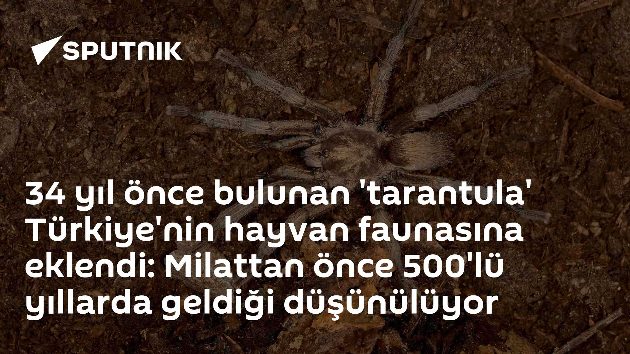 34 yıl önce bulunan 'tarantula' Türkiye'nin hayvan faunasına eklendi: Milattan önce 500'lü yıllarda geldiği düşünülüyor