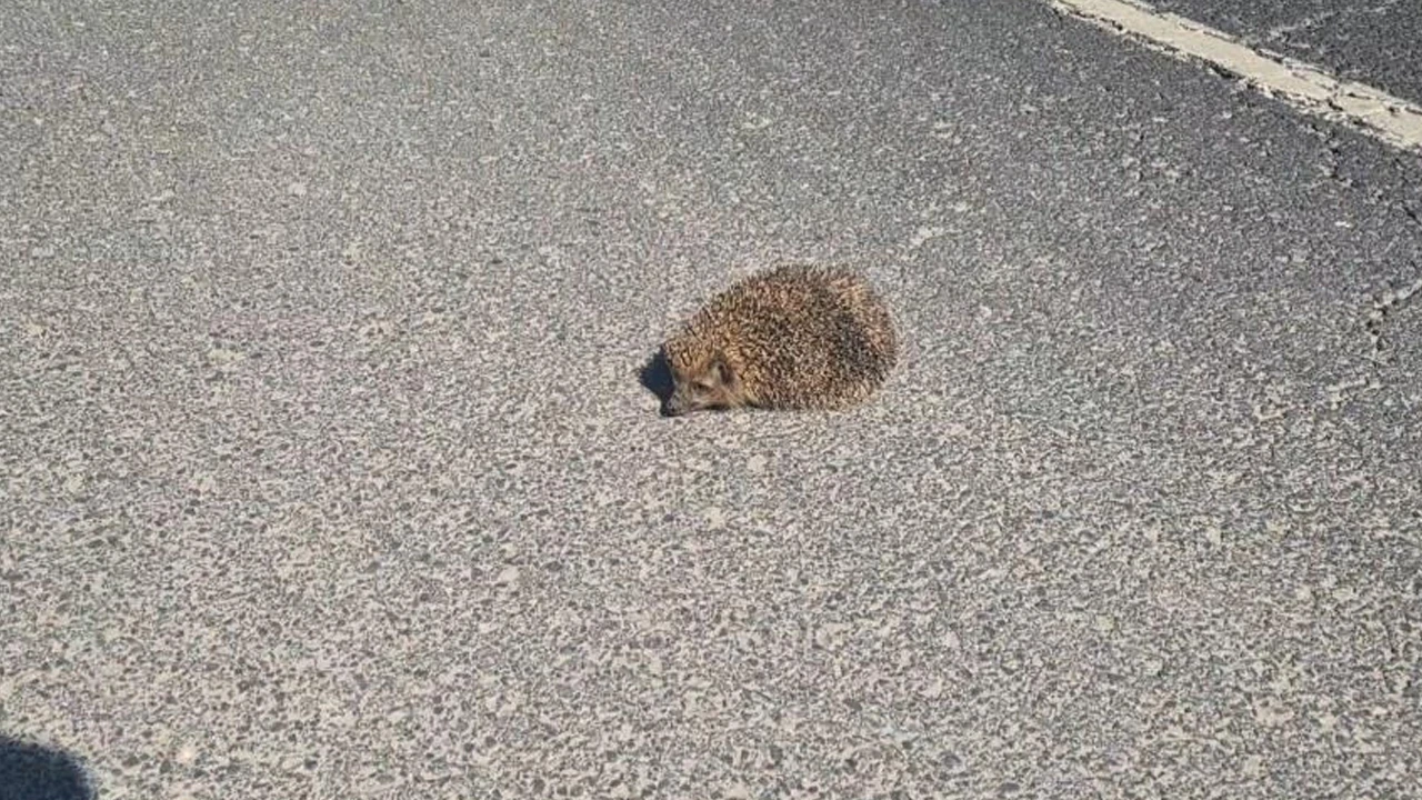 Tekirdağ'da yangında mahsur kalan kirpiyi çevik kuvvet kurtardı