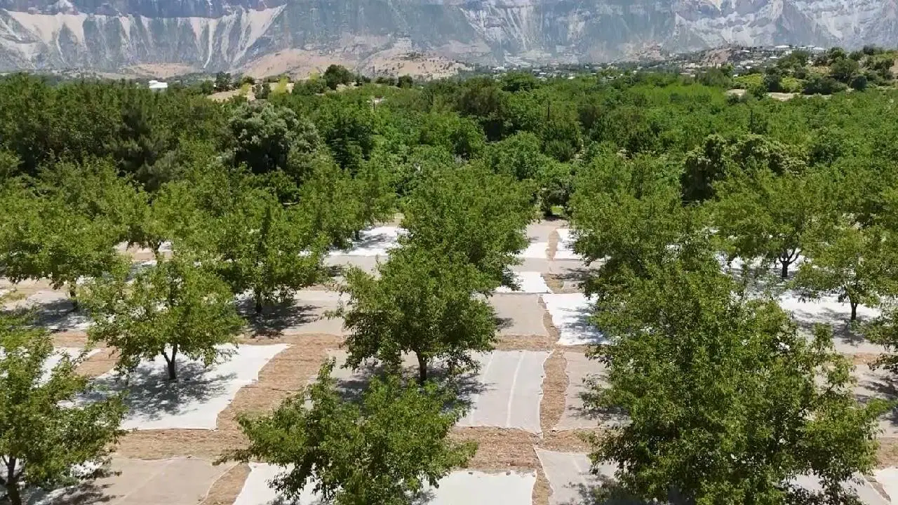 İsmini meyvesinden alan ilçede hasat telaşı: Sıfır rekolteden 3 bin tona