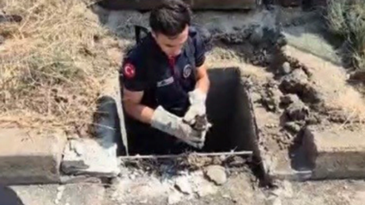 Osmaniye’de mazgala düşen yavru kedi kurtarıldı