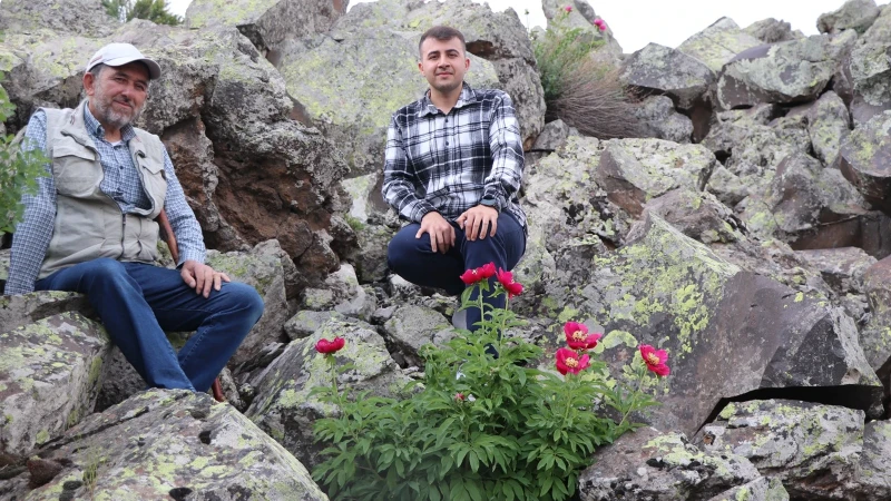 Kayaların arasındaki hazine: Erciyes Dağı eteklerinde ayı gülü heyecanı! İlk kez haziranda çiçek açtı; koparmanın cezası 699 bin TL - Kayseri haberleri
