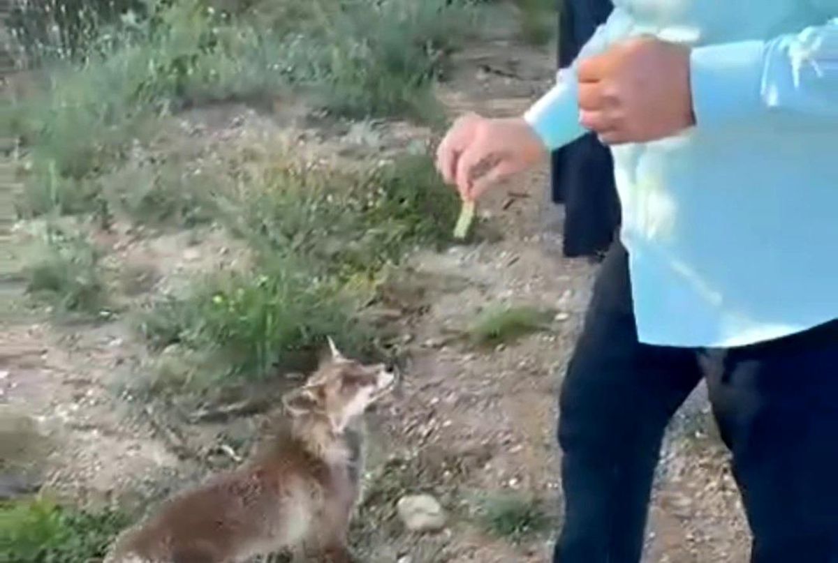 Adana'da tilkiyle dostluk anları kamerada