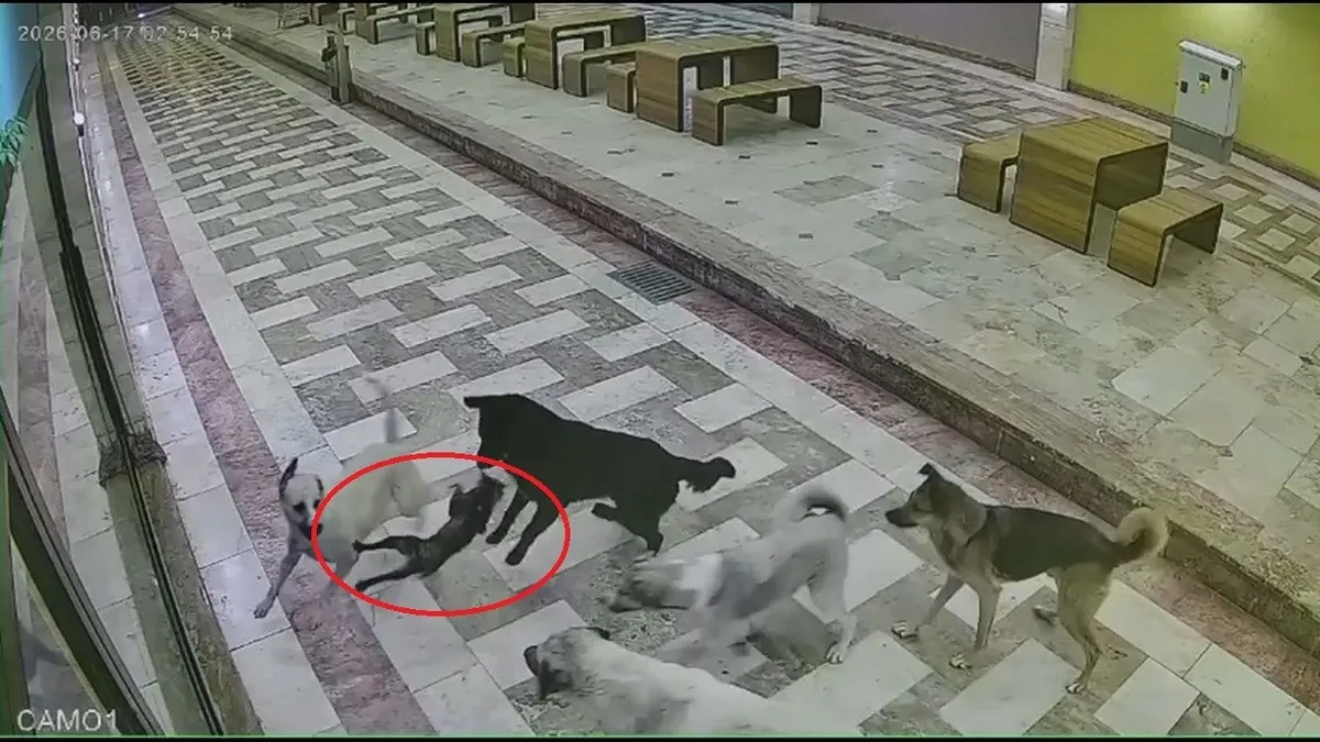 Esnafın besleyip büyüttüğü kediyi başıboş köpekler parçaladı