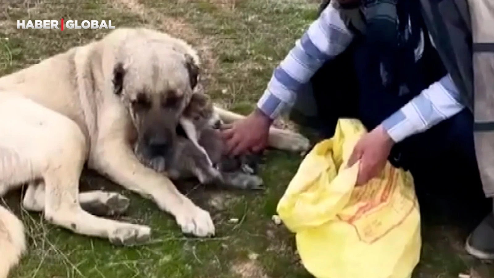 Kangal, çoban gelene kadar kırsalda doğan kuzuya kendi yavrusu gibi sahip çıktı